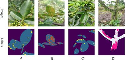 LT-DeepLab: an improved DeepLabV3+ cross-scale segmentation algorithm for Zanthoxylum bungeanum Maxim leaf-trunk diseases in real-world environments